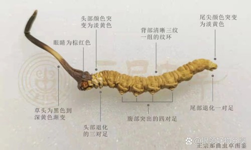 阳春胶囊南京同仁堂说明书网阳春胶囊多少钱一盒知识网站,分享阳春胶囊的说明书大全